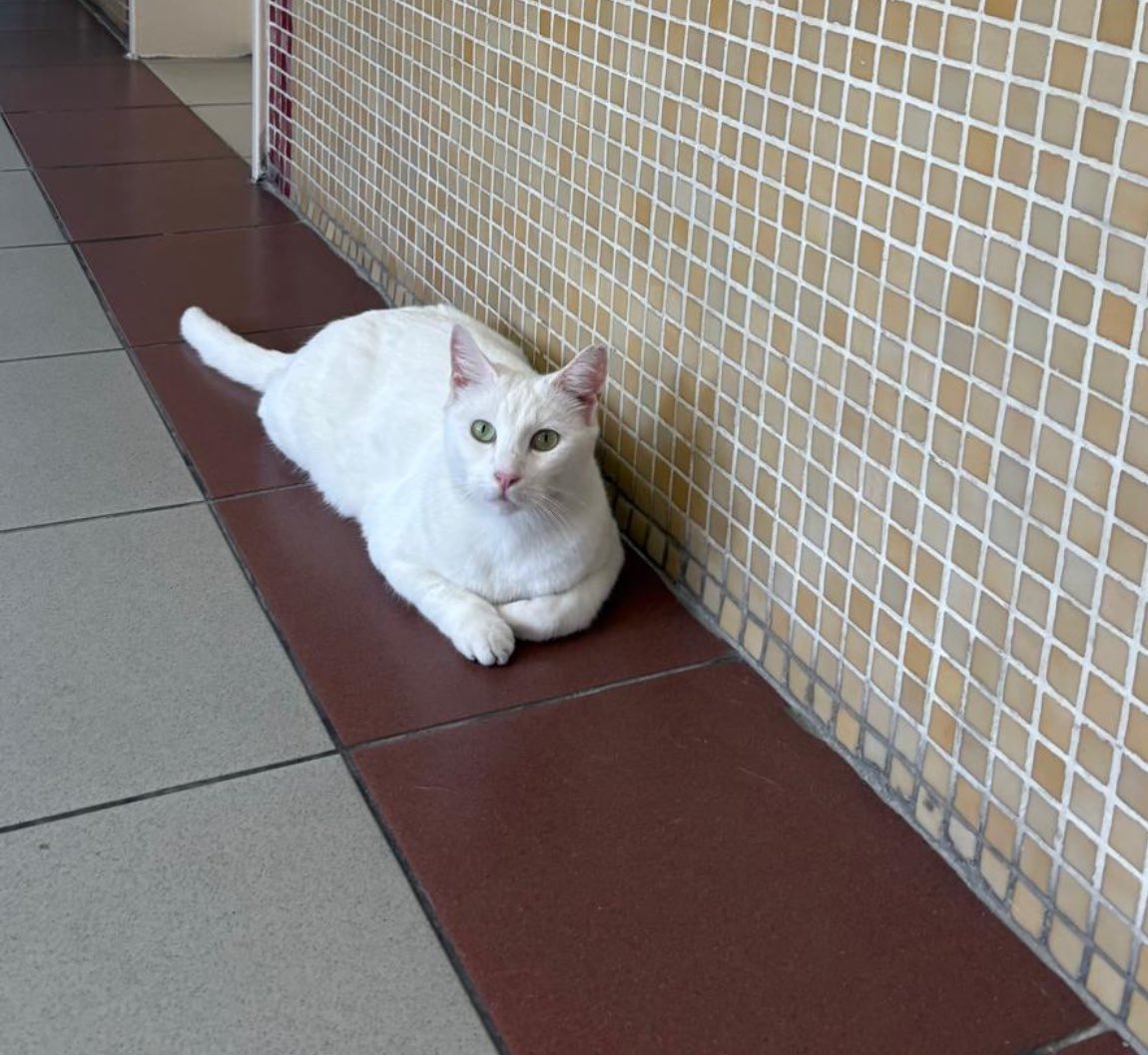 🔉BAKIRKÖY CUMHURİYET BAŞSAVCISINDAN KEDİLERİ TOPLAYIN TALİMATI! 

09.11.2025(Yarın) Saat 09.00’da Bakırköy Adliyesindeyiz!! 

📌Geçtiğimiz haftalarda Bakırköy Cumhuriyet Başsavcılığına atanan yeni başsavcının ilk talimatı, yıllardır adliyede ve çevresinde yaşayan kedilerin