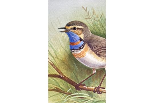 WriteIngham's tweet photo. @BirdGuides A Bluethroat. Framed painting by #Bolton bird artist Eric Gorton. At auction on Monday 10th November at Bolton Auctions. View: https://t.co/AMrUFrYzGT. Rare to see one of his paintings come up for sale. More info on Gorton: https://t.co/Z4OxtKLWdQ https://t.co/A30eNQ2HjT