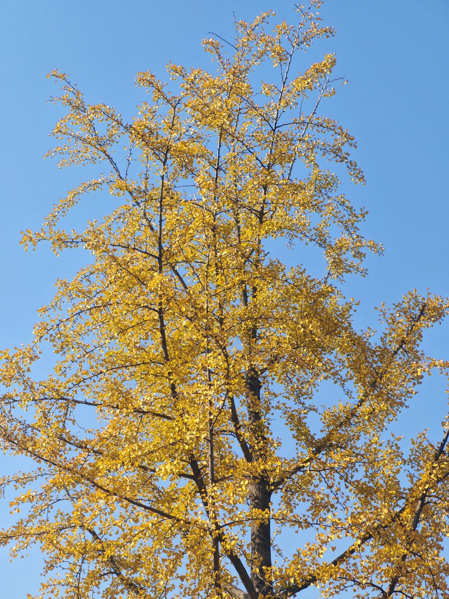 “我是一颗秋天的树”