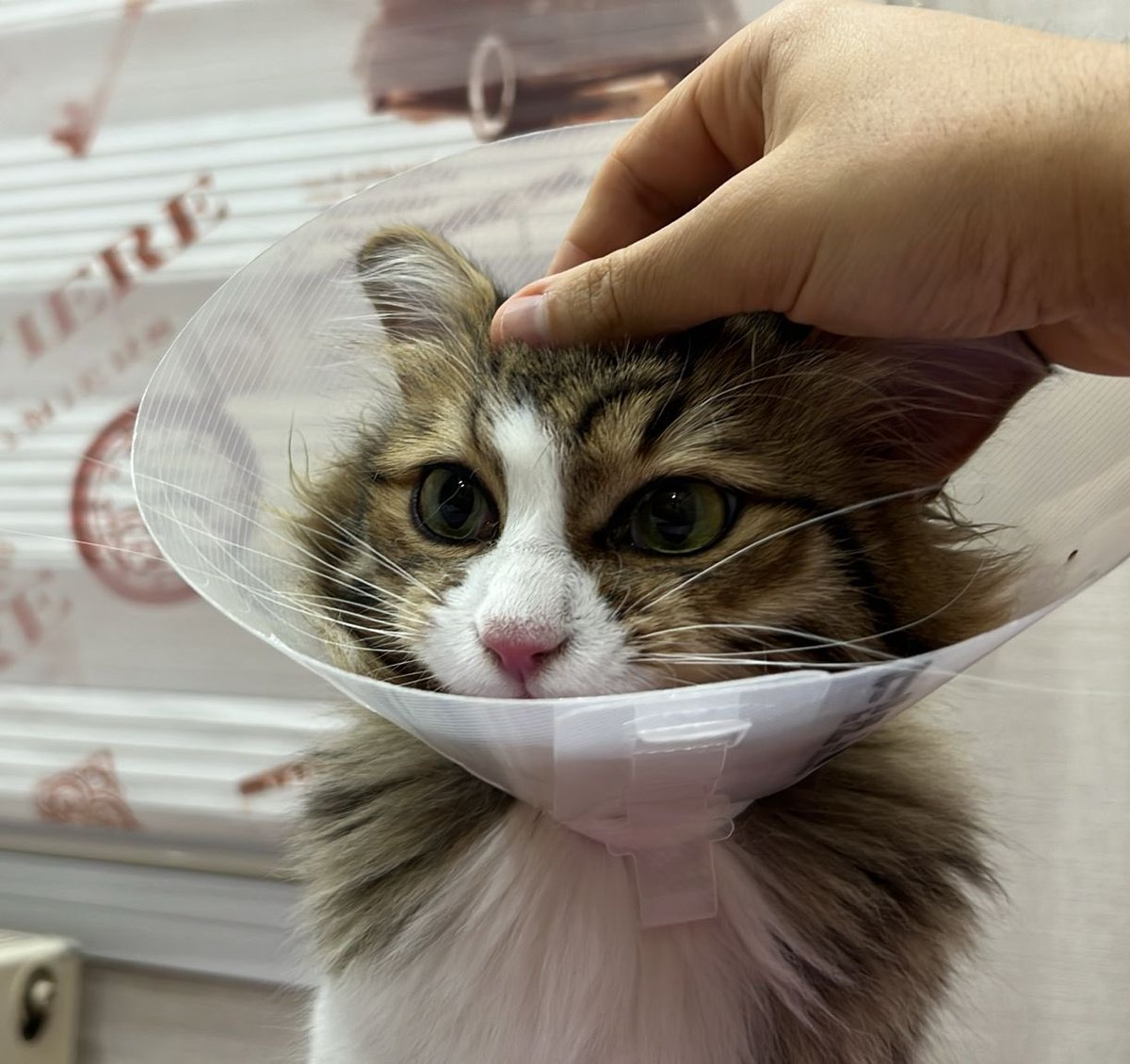 Pingu ve Bebo tweet media