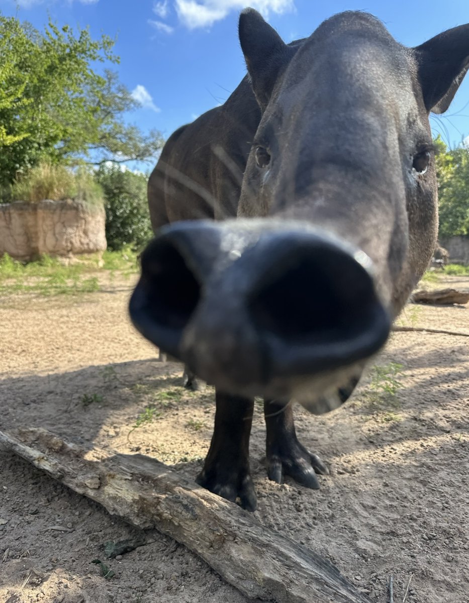 Good morning, Houston! ☀️ It’s a beautiful day for a Zoo visit. Stop by to see Moli our Baird’s tapir and her calf Norah in our South America’s Pantanal habitat.  

📸: Hoofstock Keeper Emma