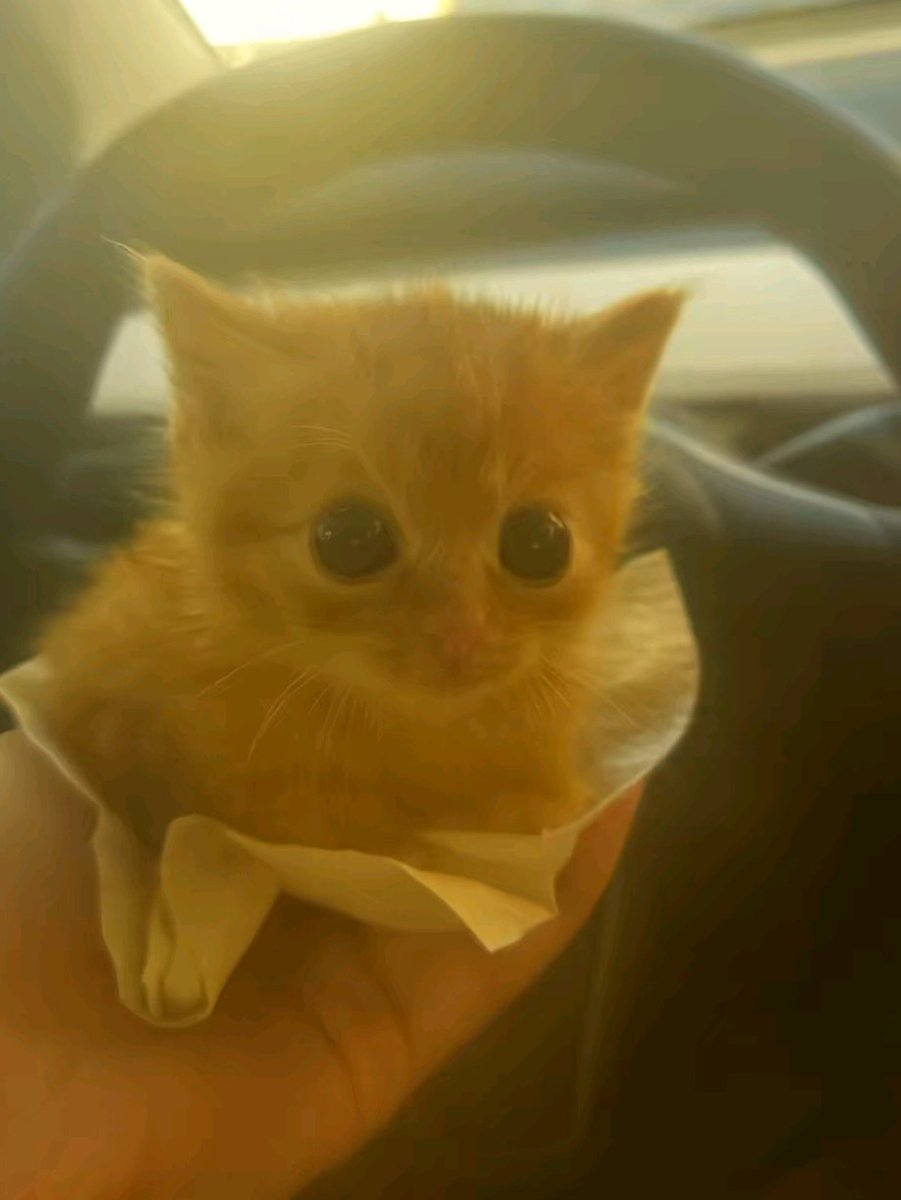 nocontextscats's tweet image. You are sad, take this