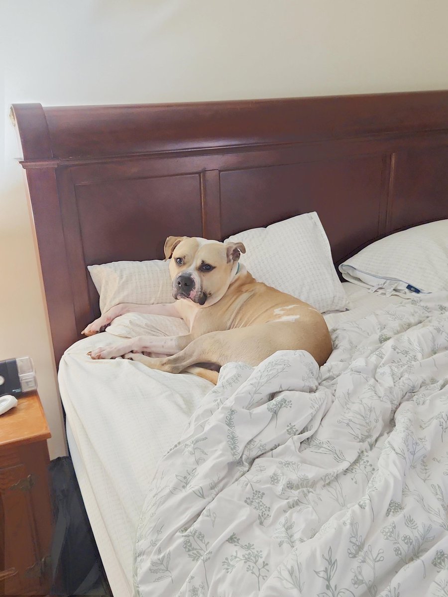 thomasdb16's tweet photo. @fopminui I fostered this big old boy. He captured my heart. I bought him a chew toy and he was confused. I don't think he ever had one. I've adopted him. https://t.co/DjUwuhFRCz