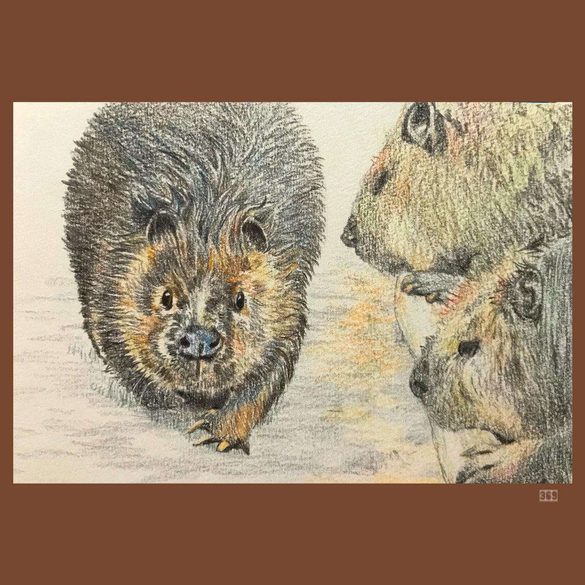 しろか*🦫 (@shirotarosu) / Posts / X