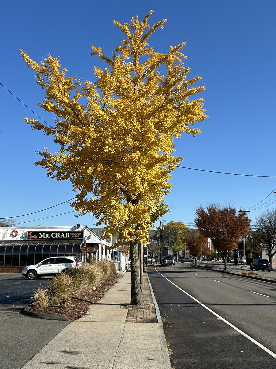 I’m gonna miss fall.