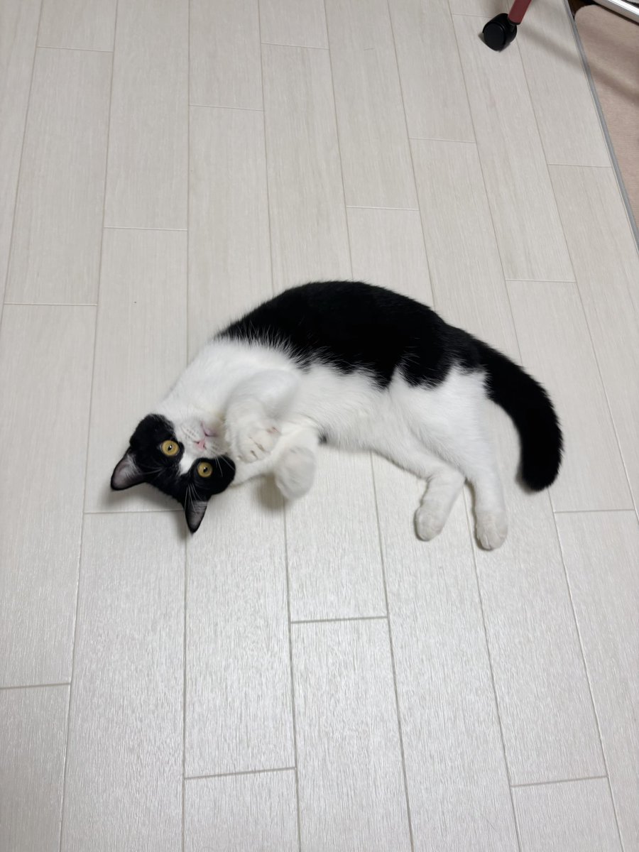 ねむちゃん on X