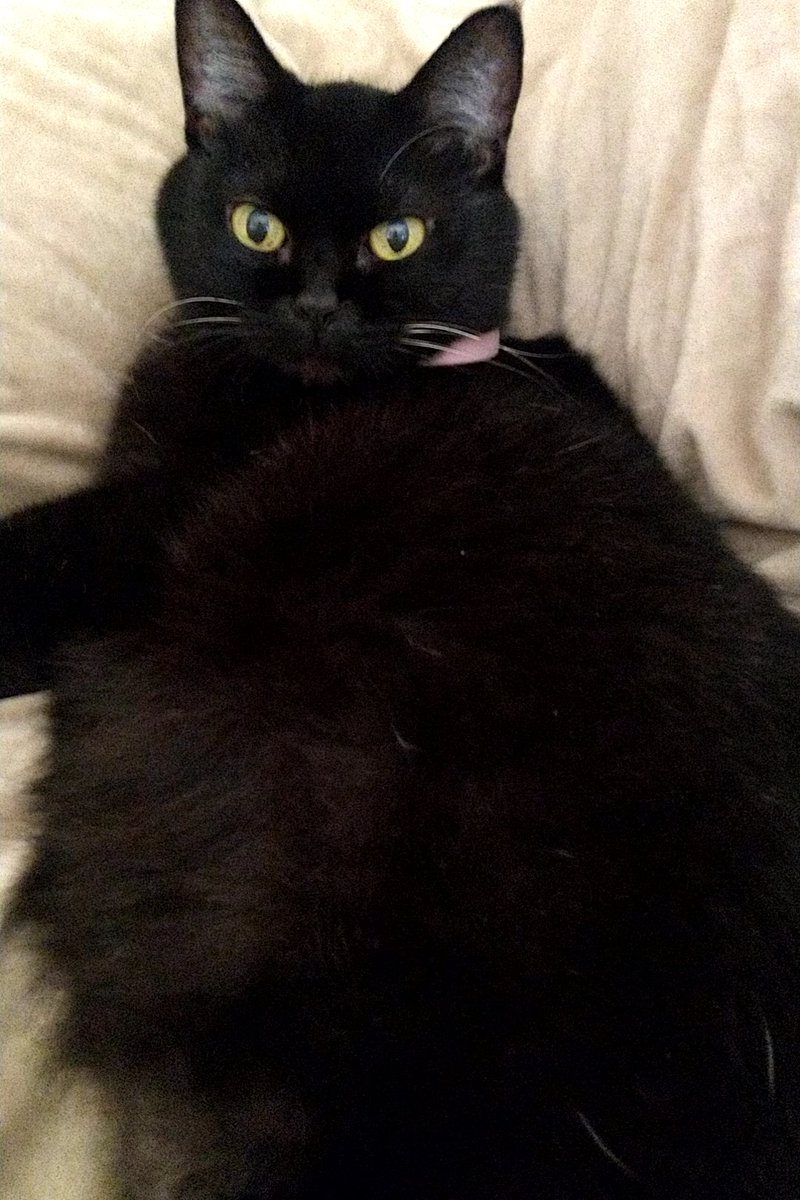 家の飼い猫の黒猫のヒュプノスちゃん
最近ご機嫌斜め😭
寒いから発情中(笑)
けど元気いっぱい☺️
🌌相互募集中なので、フォロお願いします。
🌌フォロバ💯