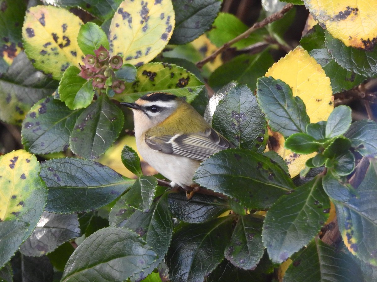 TheBarraDood's tweet photo. Firecrest at Nasg this afternoon. Only the 2nd one I have seen here https://t.co/18Pwzi76Ej