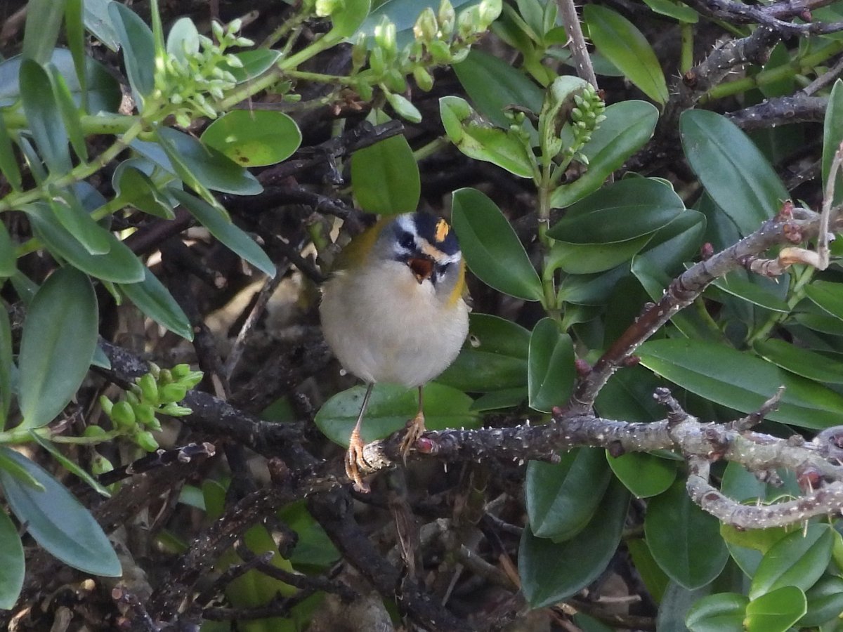 TheBarraDood's tweet photo. Firecrest at Nasg this afternoon. Only the 2nd one I have seen here https://t.co/18Pwzi76Ej