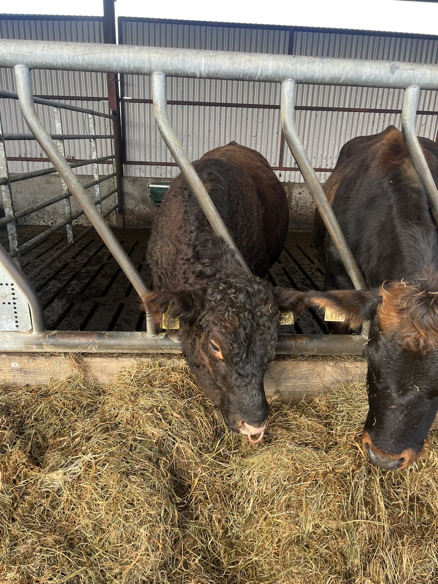 Red Angus hopefully picks up
Anything that was missed!