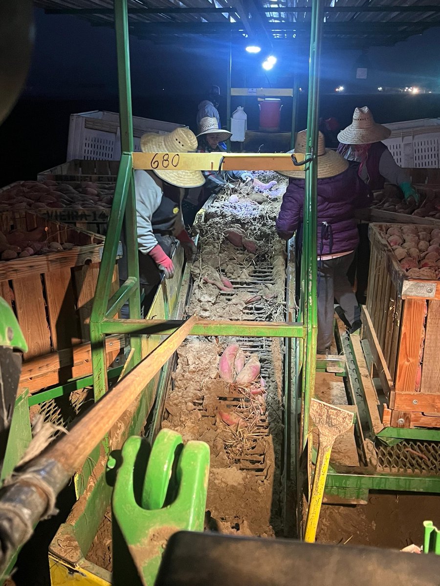 UFWupdates's tweet photo. Workers in Merced County CA are harvesting sweet potatoes. There's so much work at this time of year that there's multiple shifts. These workers start at 4am when it's still dark. Lamps hung on the tractor give them enough light to sort the potatoes by size into boxes. #WeFeedYou https://t.co/gaiOVMJgcV
