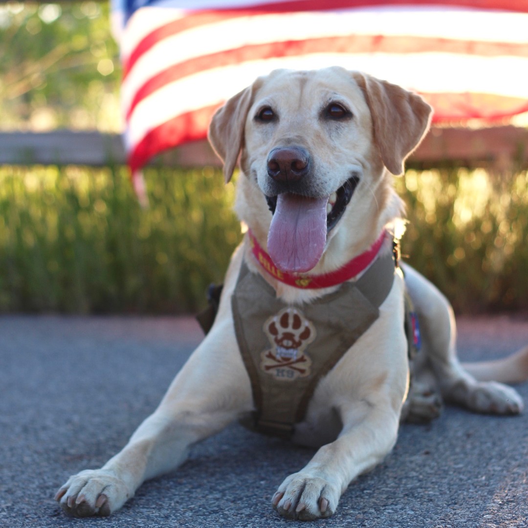 DogsonDeploymnt's tweet photo. Meet Bram and Belle, two unforgettable Dogs on Deployment mascots who didn’t just wear the title of American Hero Pet of the Year… they redefined it.
🔗 Read Bram and Belle’s Story & Enter Here: https://t.co/ExfII3Zx19
#AmericanHeroPetOfTheYear #DogsonDeployment https://t.co/5lfb67Y31y