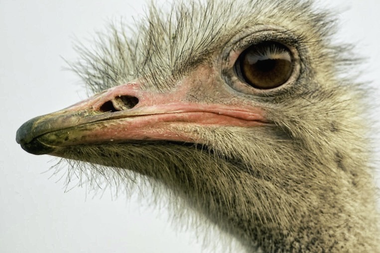 The Canadian Food Inspection Agency's Bloodlust: Worshipping Policies While Ignoring Science

"Their claim that killing ostriches was to 'ensure public health' contradicts common scientific sense"

Dr. Byram W. Bridle explains the science and the government's evil agenda.