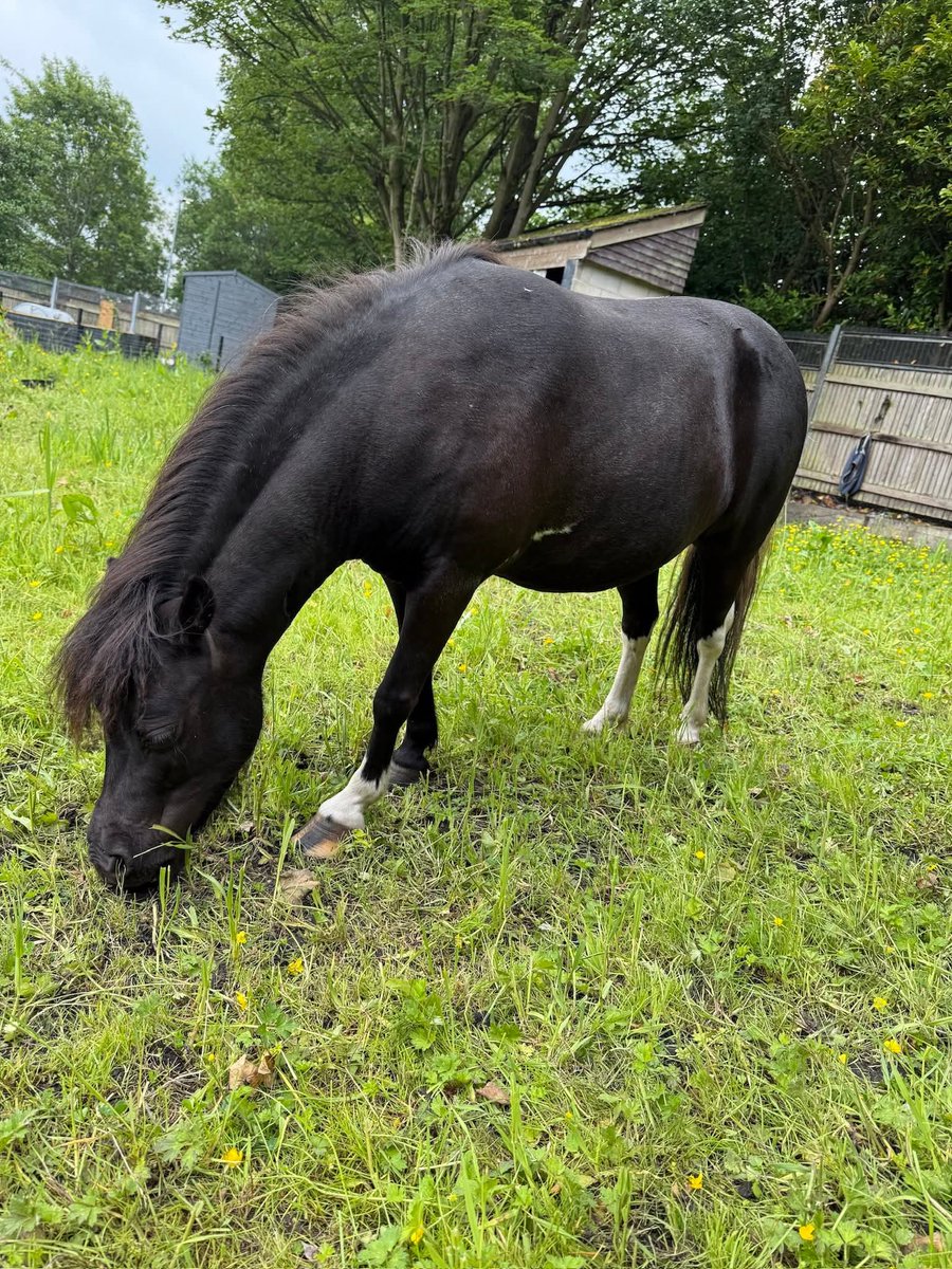 DORY IS STILL #MISSING!! £1000 REWARD  for her safe return or info leading to it

She was stolen from her field in Rochdale #OL16 on 6 October 2025!!