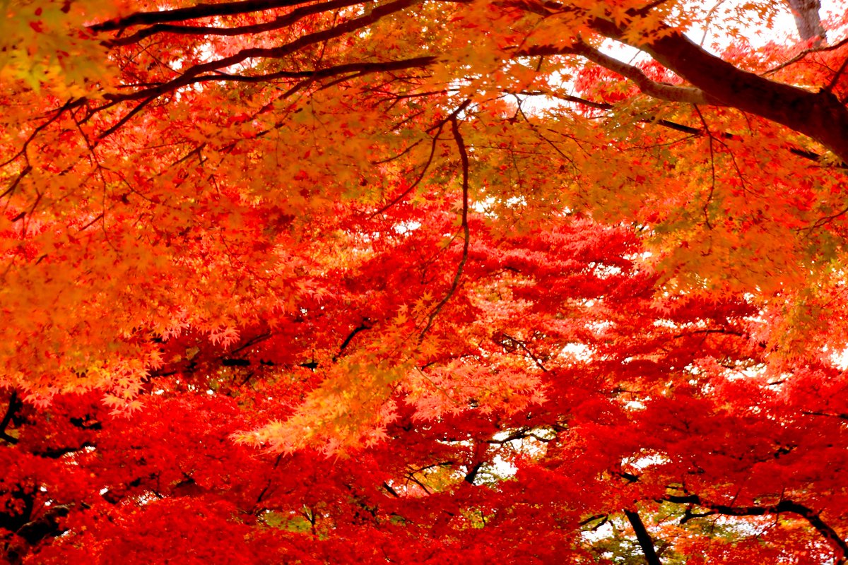 ぶーちゃんｽﾞ on X