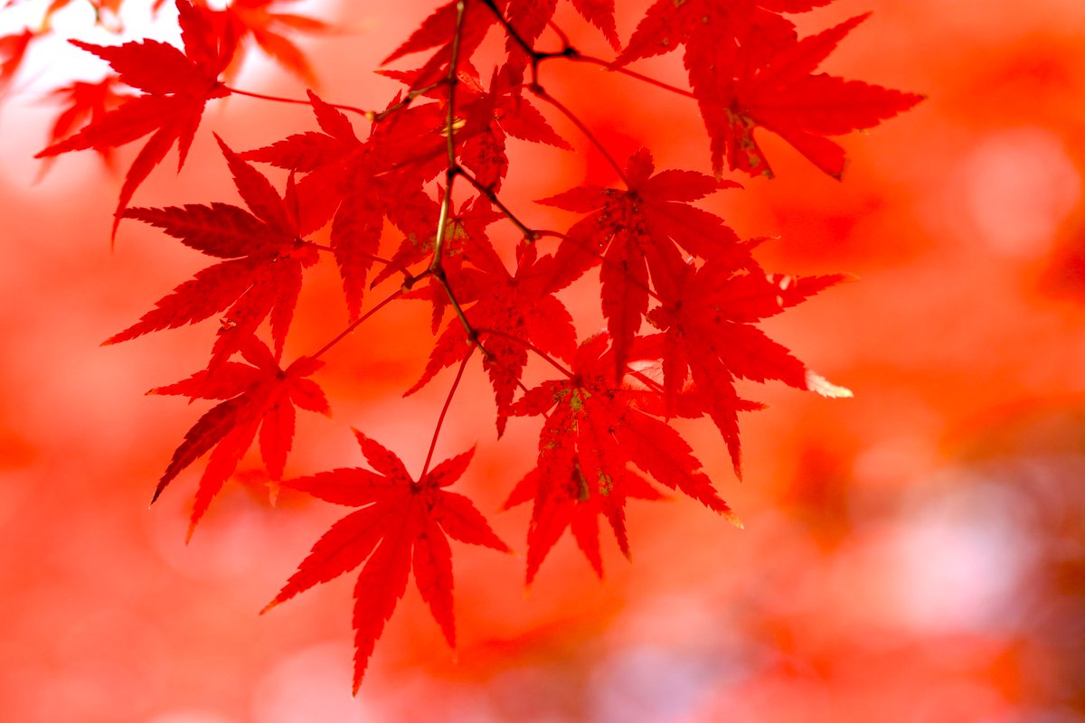 ぶーちゃんｽﾞ on X