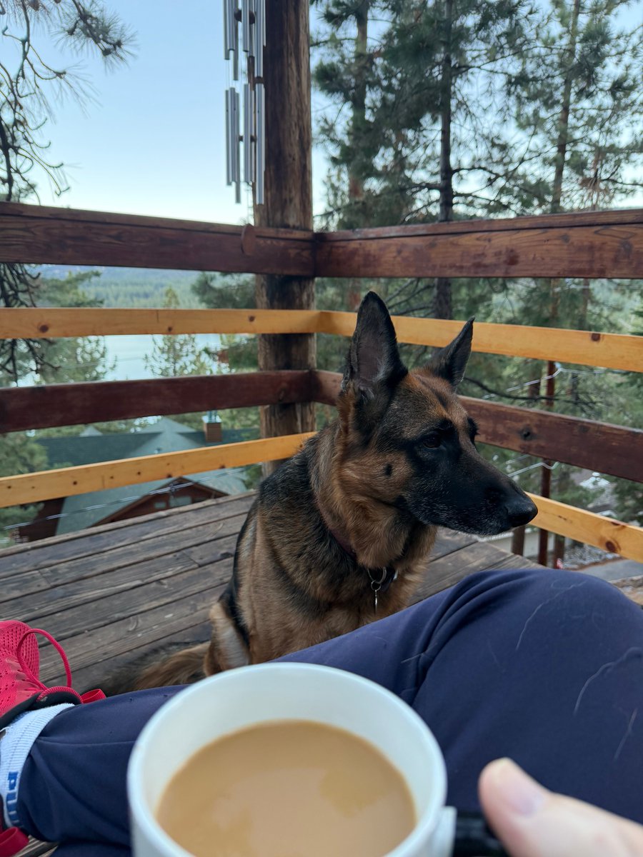 Russell Carroll - Dog Walking Author tweet media