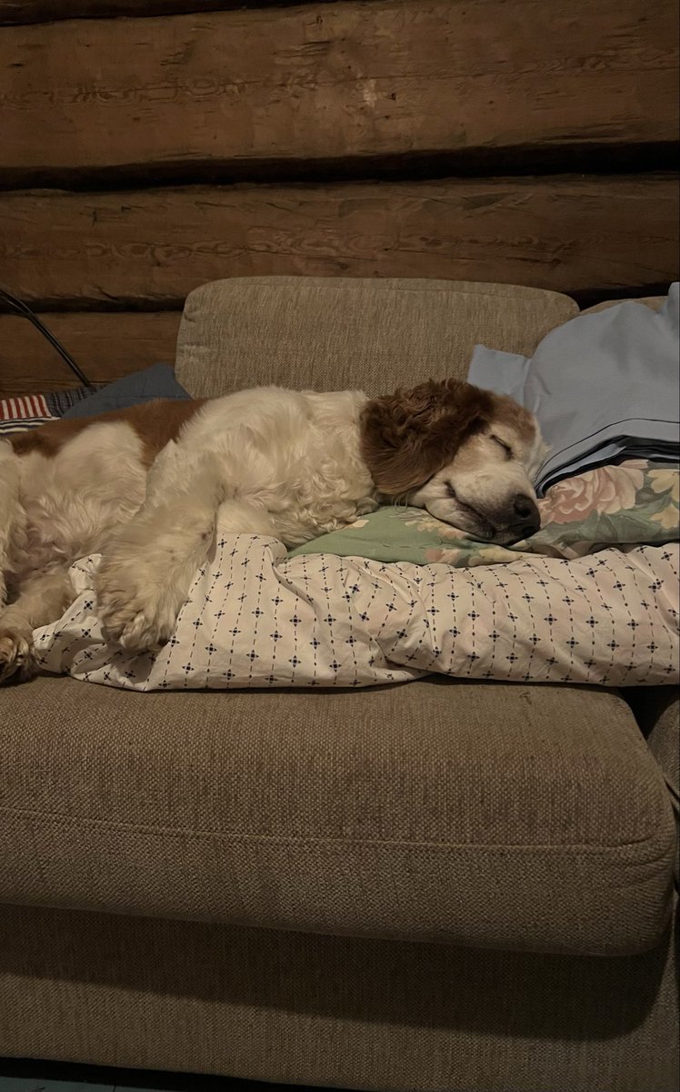 Vaihdoin petivaatteita ja hetkeksi laskin vaatteet sohvalle. Siihen se mummukoira sitten prinsessana ennätti pötkähtää.