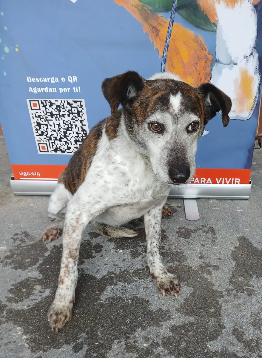 #Pontevedra
👀 ¿Estos ojitos? Sí... son míos de nacimiento

Entiendo que, cuando te miro así, te enamore...

Soy #COCA. Y mira, ya tengo una edad... 9 años: ni más ni menos. Por eso busco una casa nueva... ¡para quedarme definitivamente!!

Contacto; 986 45 22 65