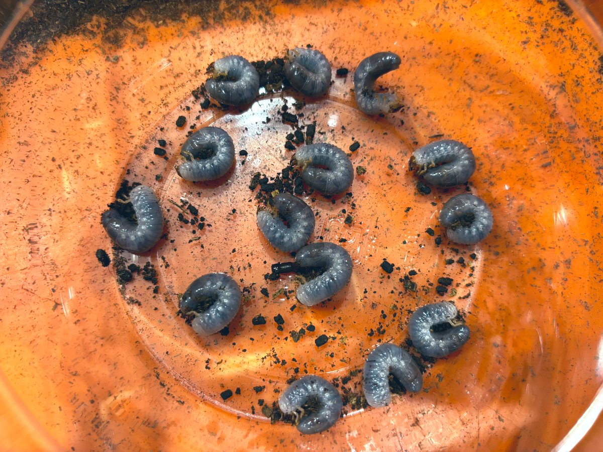 3525 (@QcpF7YLQPRjwD49) / Posts / X