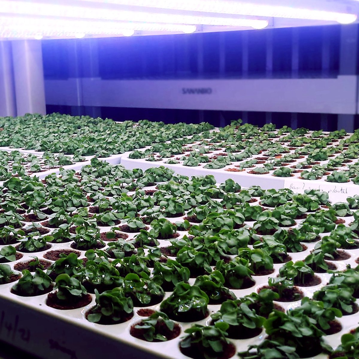 pestlemortar_'s tweet photo. Forever springtime with year round tender basil grown in Ireland, before being expertly blended into our Italian inspired premium pesto 🍃 #irishfood #irishbasil #pesto #awardwinning https://t.co/iJhiwqNG8A