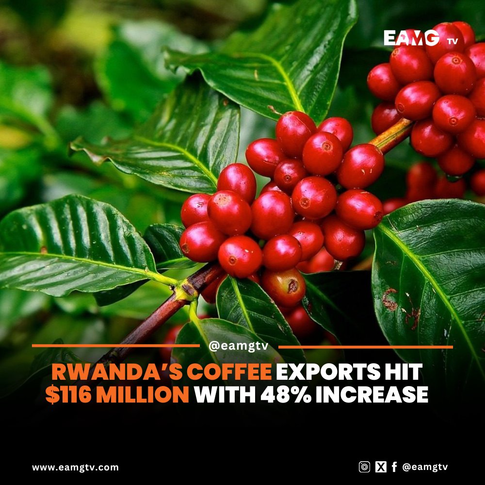 #Rwanda’s coffee exports soared to over $116 million in 2024/25, marking a 48% increase from last year and surpassing the 2029 target of $115.5 million set under the PSTA 5 plan.  

The growth comes as production hits 21,000 tones, prices rise, and initiatives like the ‘Best of