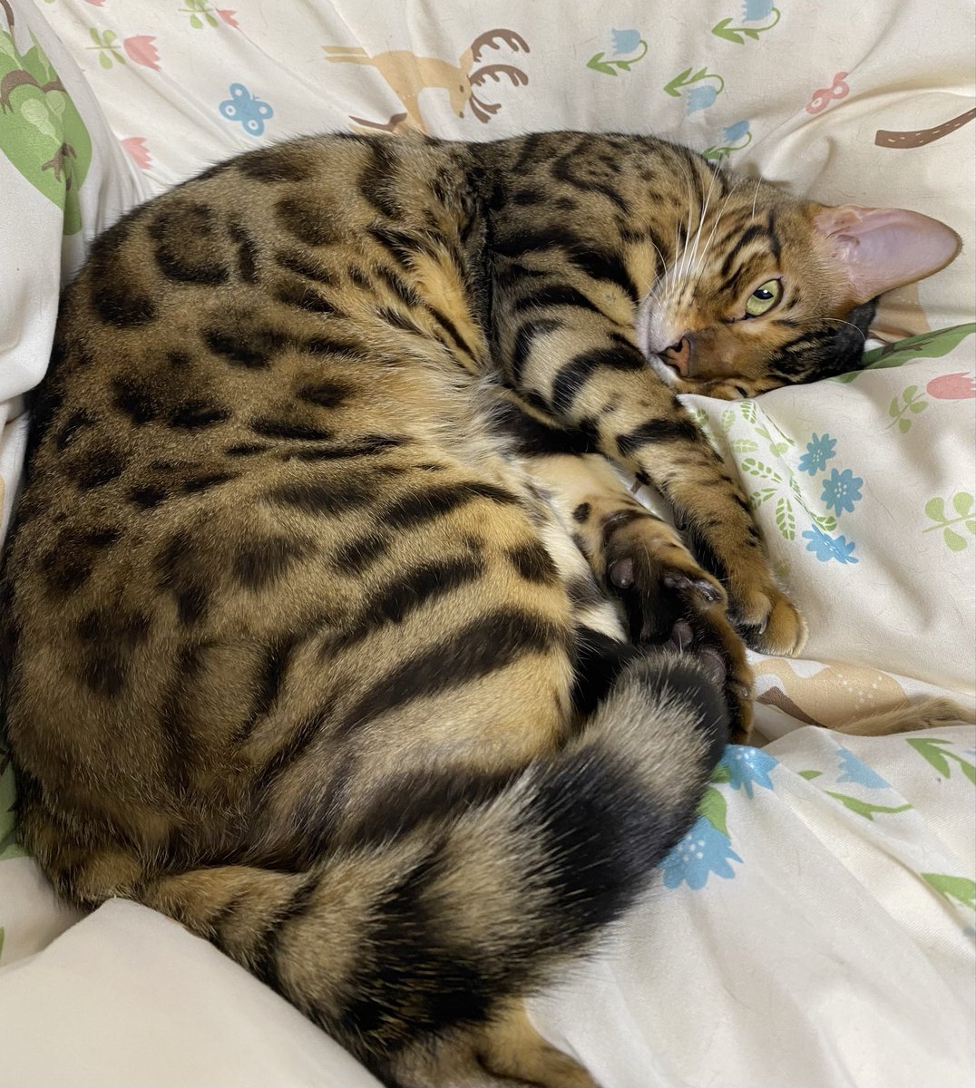 ゆっきん😊博多弁猫Vtuber 11月4日活動5周年✨ありがとうー💓 on X