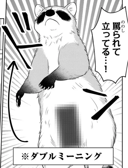 たぬきはあんなに可愛いというのにうちのレッサー(アライグマ)ときたら… 