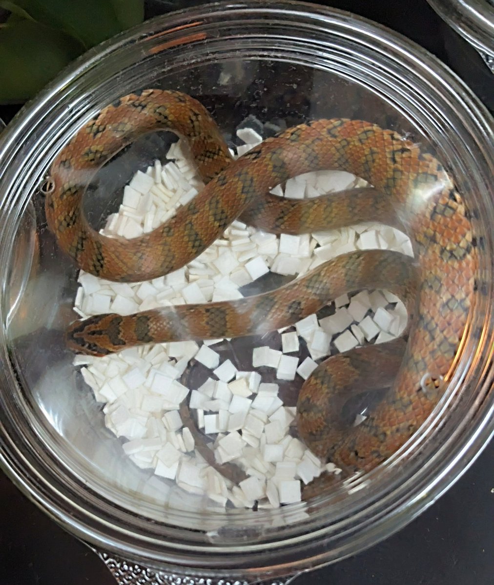 mate_tree's tweet image. 明日9日(日曜日)はChopperでカメのおっちゃんとインストアイベント販売です！数いませんが私らしいもの連れて行きます！キイロはペアですジムグリはメスですシマヘビもいます！季節外れのカナヘビやヒキガエルもいます！
値段は…まぁうちはそんな金額的に高いのいません！大丈夫です！