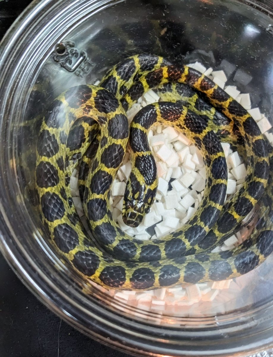 mate_tree's tweet image. 明日9日(日曜日)はChopperでカメのおっちゃんとインストアイベント販売です！数いませんが私らしいもの連れて行きます！キイロはペアですジムグリはメスですシマヘビもいます！季節外れのカナヘビやヒキガエルもいます！
値段は…まぁうちはそんな金額的に高いのいません！大丈夫です！