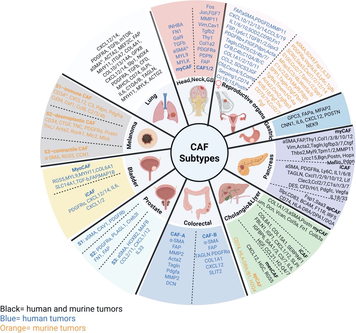 Aiims1742's tweet image. CAFs, CAFs everywhere!
New @CellRepMed  review on pan-cancer cancer associated fibroblasts, markers, functions and rational targeting by @rkalluriMDPhD @BoekerViktoria @MDAndersonNews 
Insights into the relevance of targeting fibroblasts to control cancer
sciencedirect.com/science/articl…