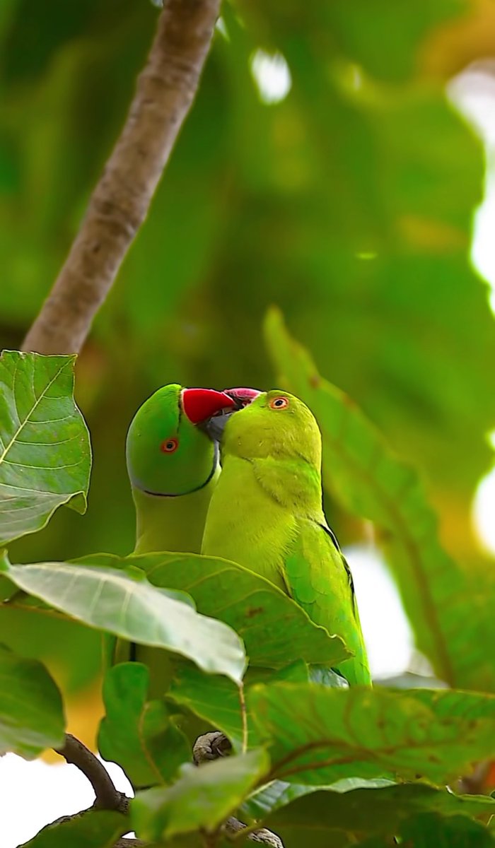 ruhinrhyme's tweet image. Language of love is not bounded —
it flows through eyes, through silence,
a whisper the soul remembers.
No tongue can hold its fire,
no distance can silence its song.
It’s the heartbeat between words —
the eternal language of hearts becoming one. 
#vss365
#language
#poetry