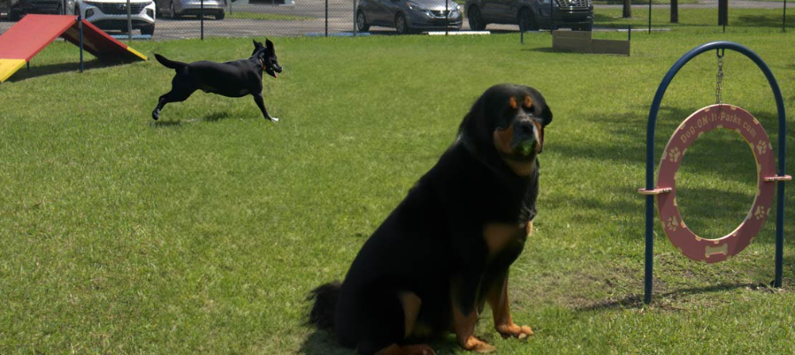 Does your dog need exercise?  Bring your furry friend out to Woofing Waters Dog Park to enjoy open space, agility structures, water features, and other furry friends.

Proof of rabies vaccination required.  $25 for a Seasonal Pass and $5 for a Daily Pass