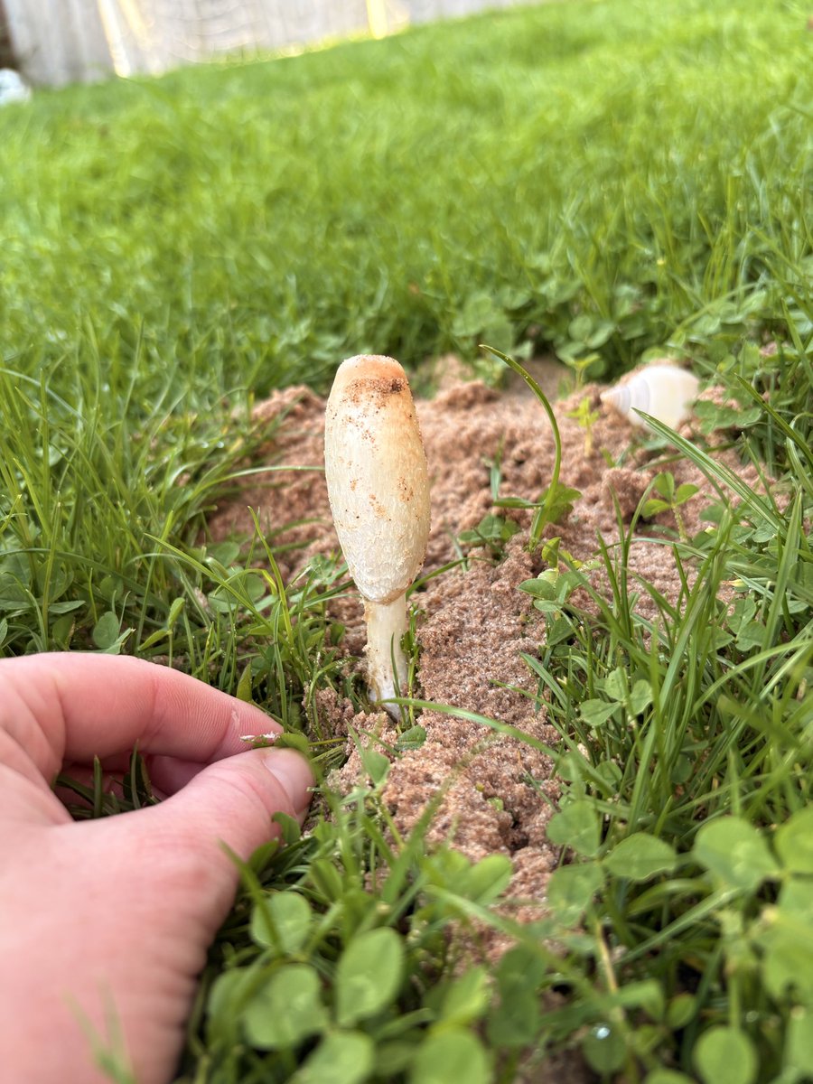 Seeder Wood tweet media