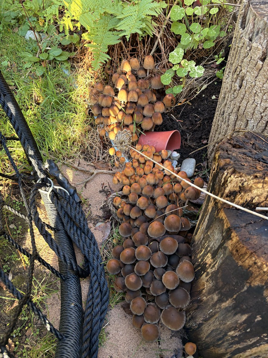 Boys went into the garden to play football and found a #fungi fest! 🍄🍄‍🟫🍄#shaggyinkcap
