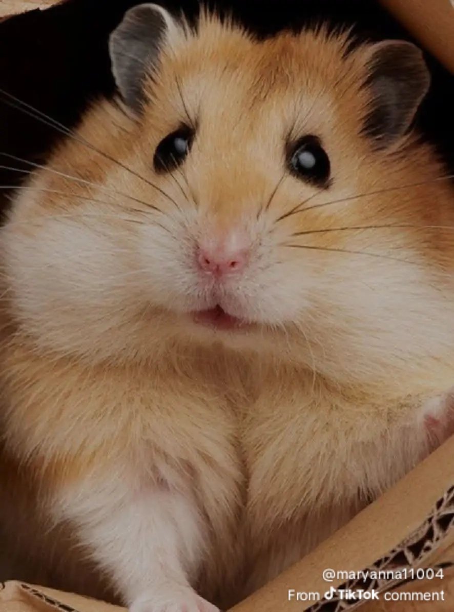 Cutie #CapriceCayetano
#PBBCollab20Tore