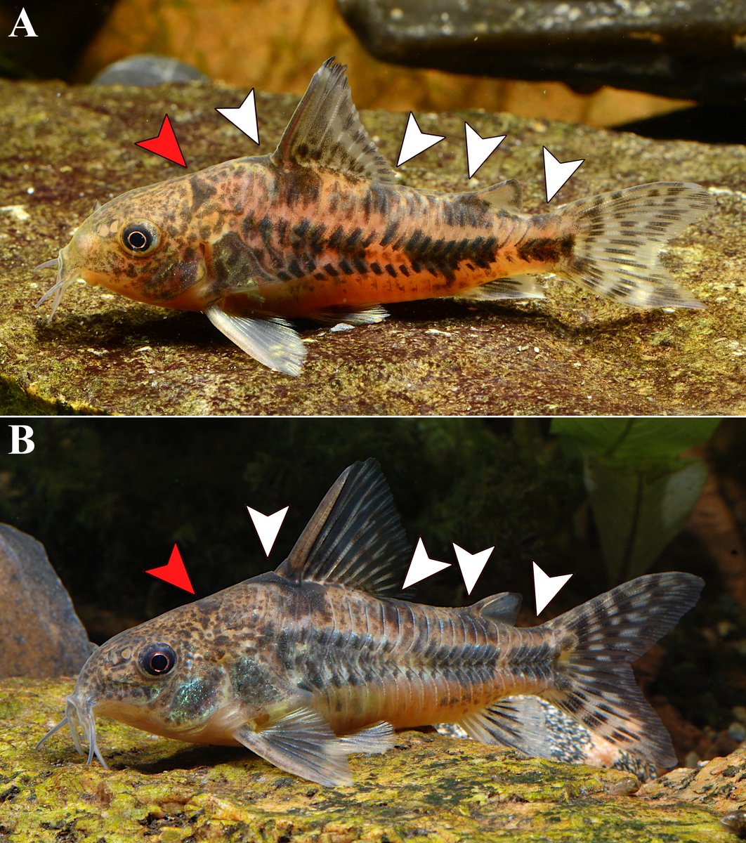 Fish in the News tweet media