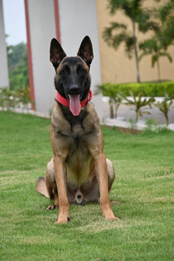 209_CoBRA's tweet photo. Saluting the indomitable courage of K9 Stunner from our K9 Squad, who made the supreme sacrifice in an IED blast during an operation in Saranda forest, West Singhbhum. His bravery and sacrifice saved the lives of many commandos. Proud of our hero’s service to the nation.
#CoBRA https://t.co/cy2HK7Bfdm