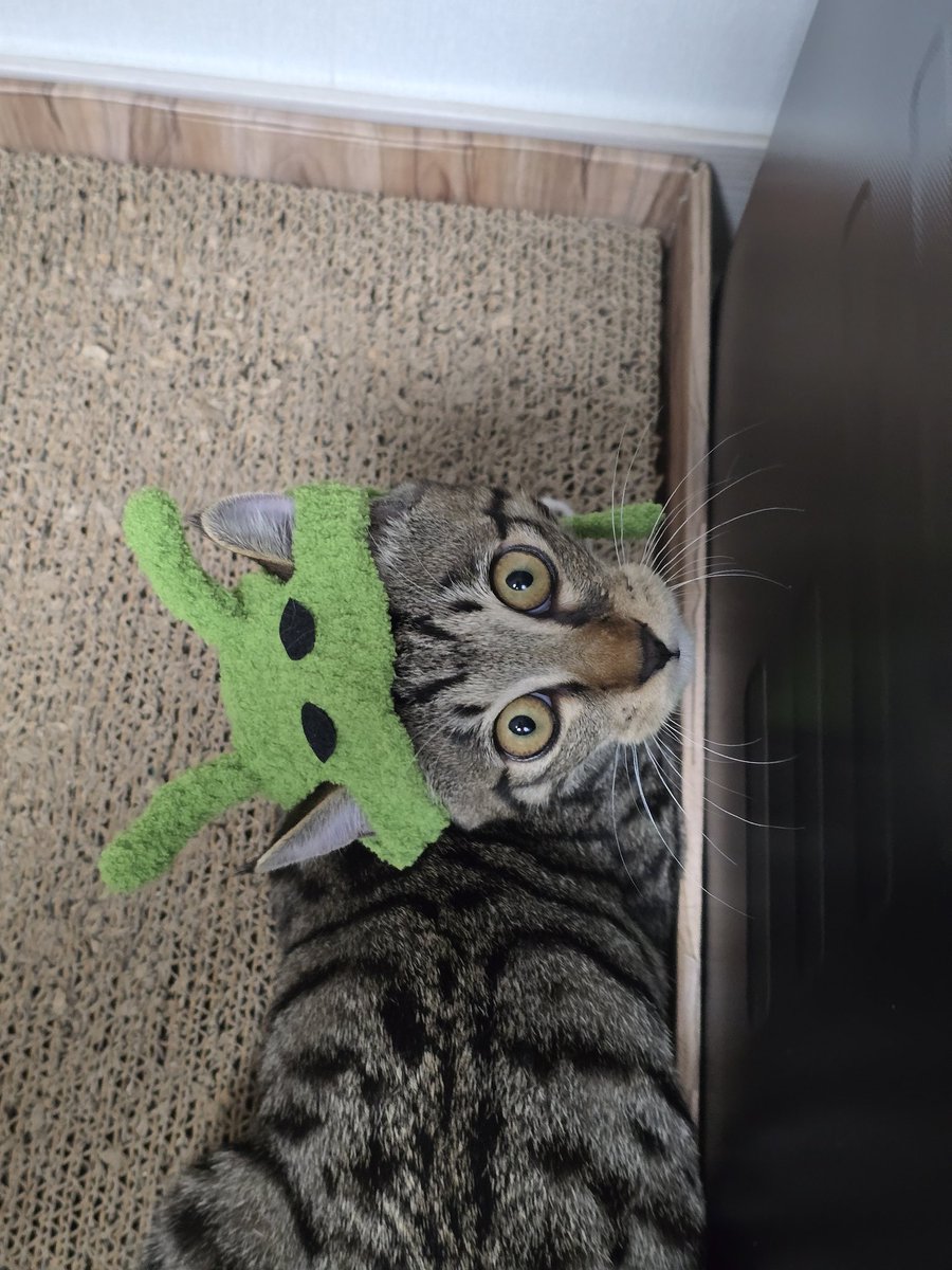 안냐세여.. 저번에 구해주신 외계냥 호카예요

#가족찾는_호카 #나비야사랑해_호카 #서울경기인천