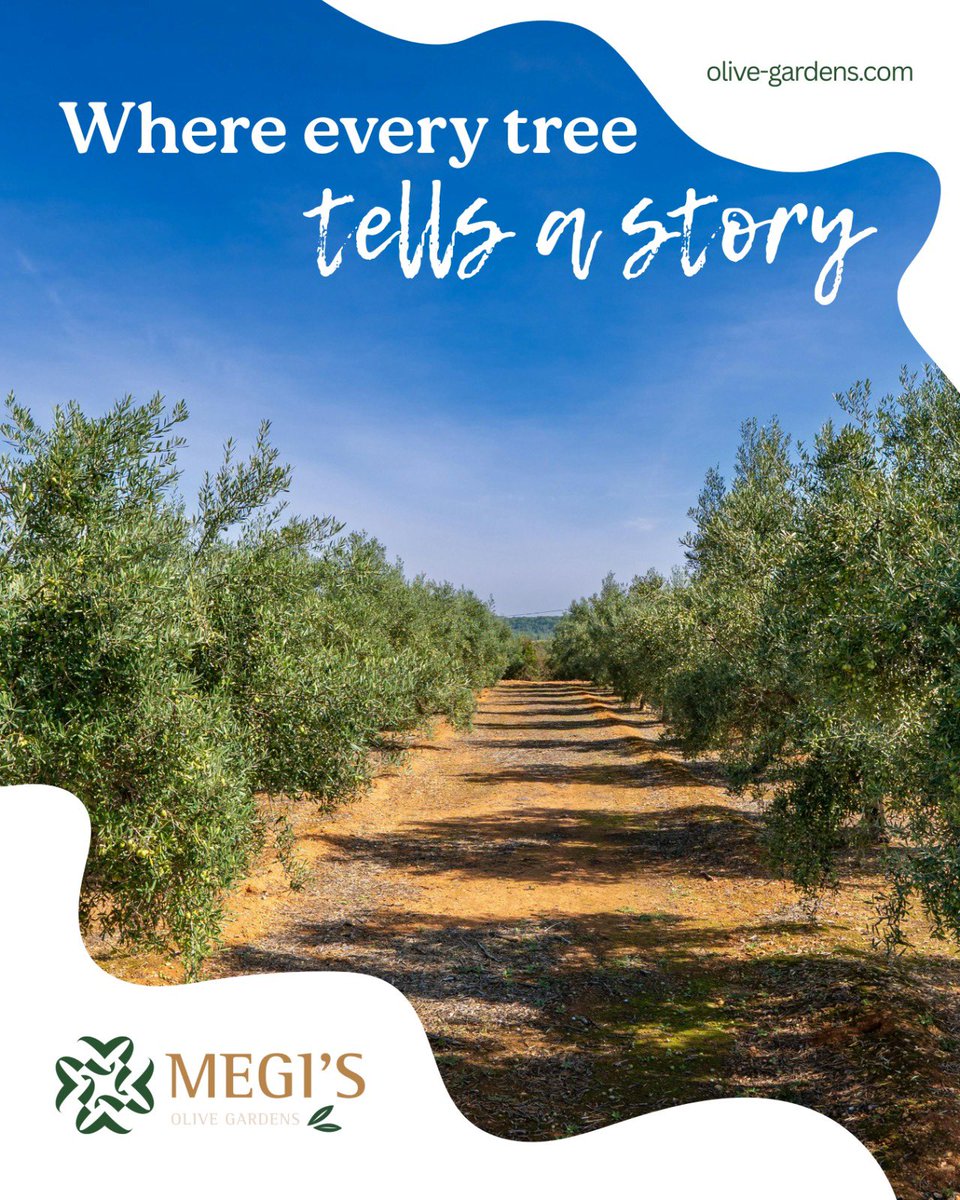 From these roots comes the pure, balanced taste that defines our olive oil. Nature’s rhythm, captured in every drop. 💛🫒

#MegisOliveGardens #OliveOrchard #OliveOilLove #PureQuality #FromNatureToYou #SustainableFarming #TasteOfNature #HarvestSeason