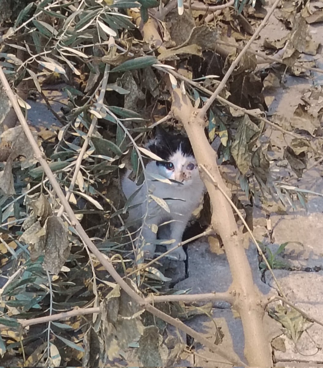 Yine kör bir yavru. Tedavi sponsoru olurum diyen varsa yakalamaya çalışacağım. Ürkek bi çocuk. Göz alınınca da geçici yuva olurum, yuvalandırma için uğraşırım diyen varsa lütfen yazsın. Ben gerçekten tükendim.