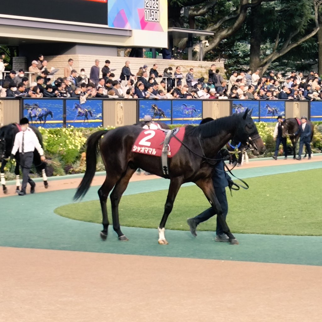 kibefarm's tweet photo. トリはシャオママル
なんと京王杯2歳Sで4着でした！

勝ち馬とは差がありましたが
2着3着とはタイム差なし
内と外の差だったと思います

最後の直線では思わず叫んでしまいました

すばらしい走りに感動
どこかで重賞に手が届くのではと思わせてくれました

出資者の方も期待していいと思います♪ https://t.co/0S5N95TUiR