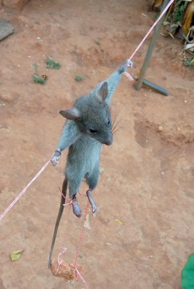 kcodoh84's tweet image. 