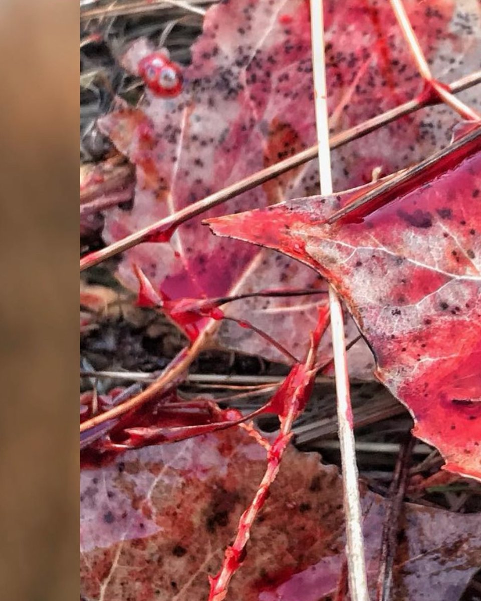 huntography tweet media