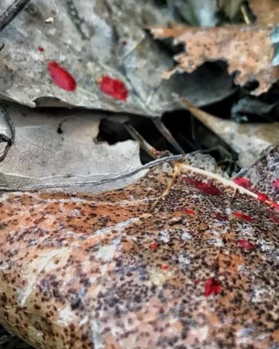 huntography tweet media