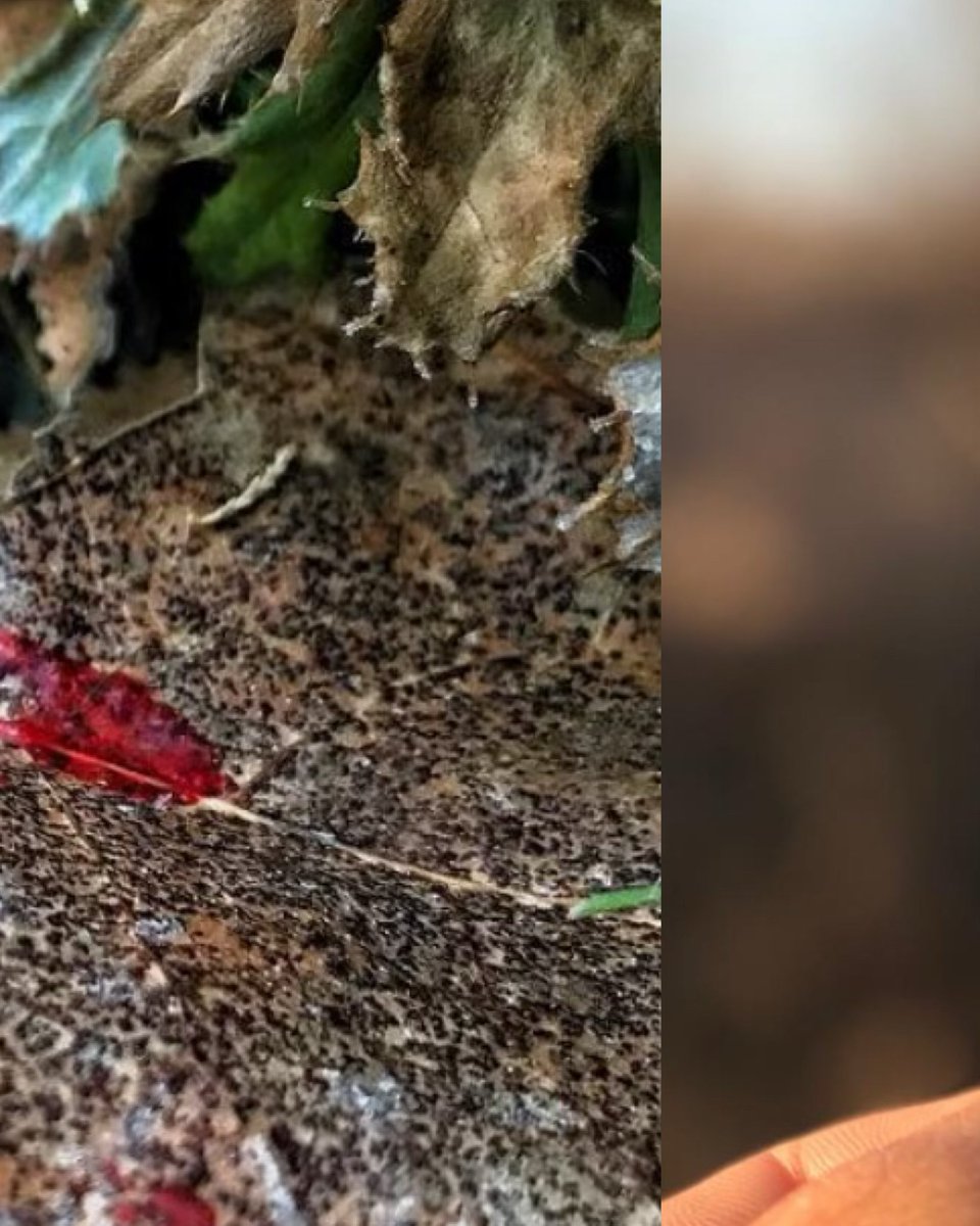 huntography tweet media