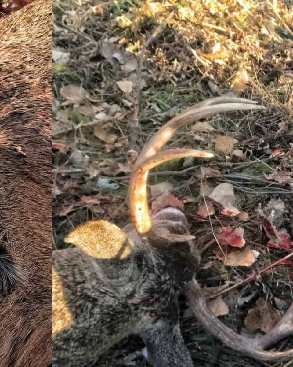 huntography tweet media