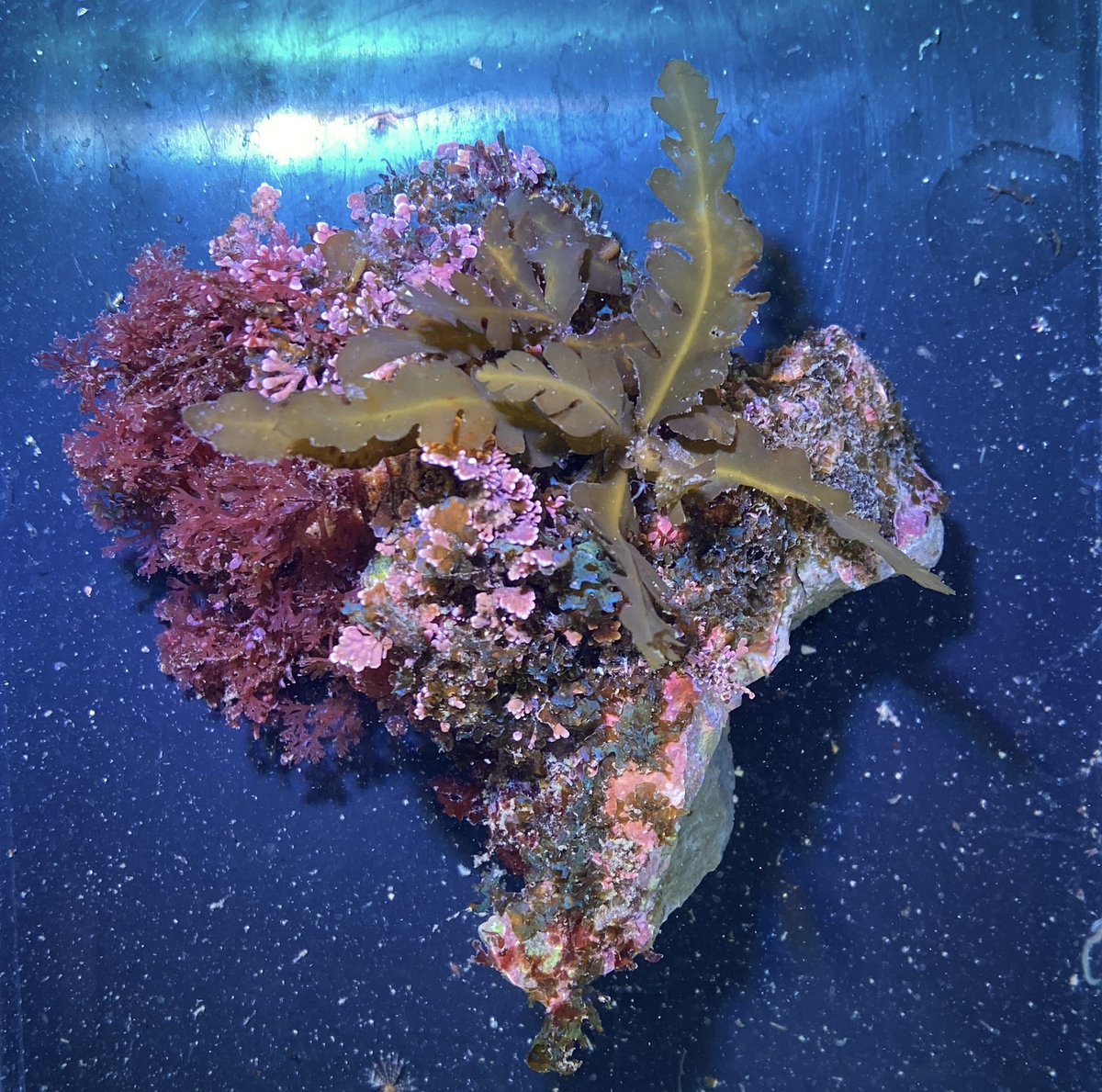 海をお手本にしたアクアリウム🐠シュリンプ (@shrimp_aquarium