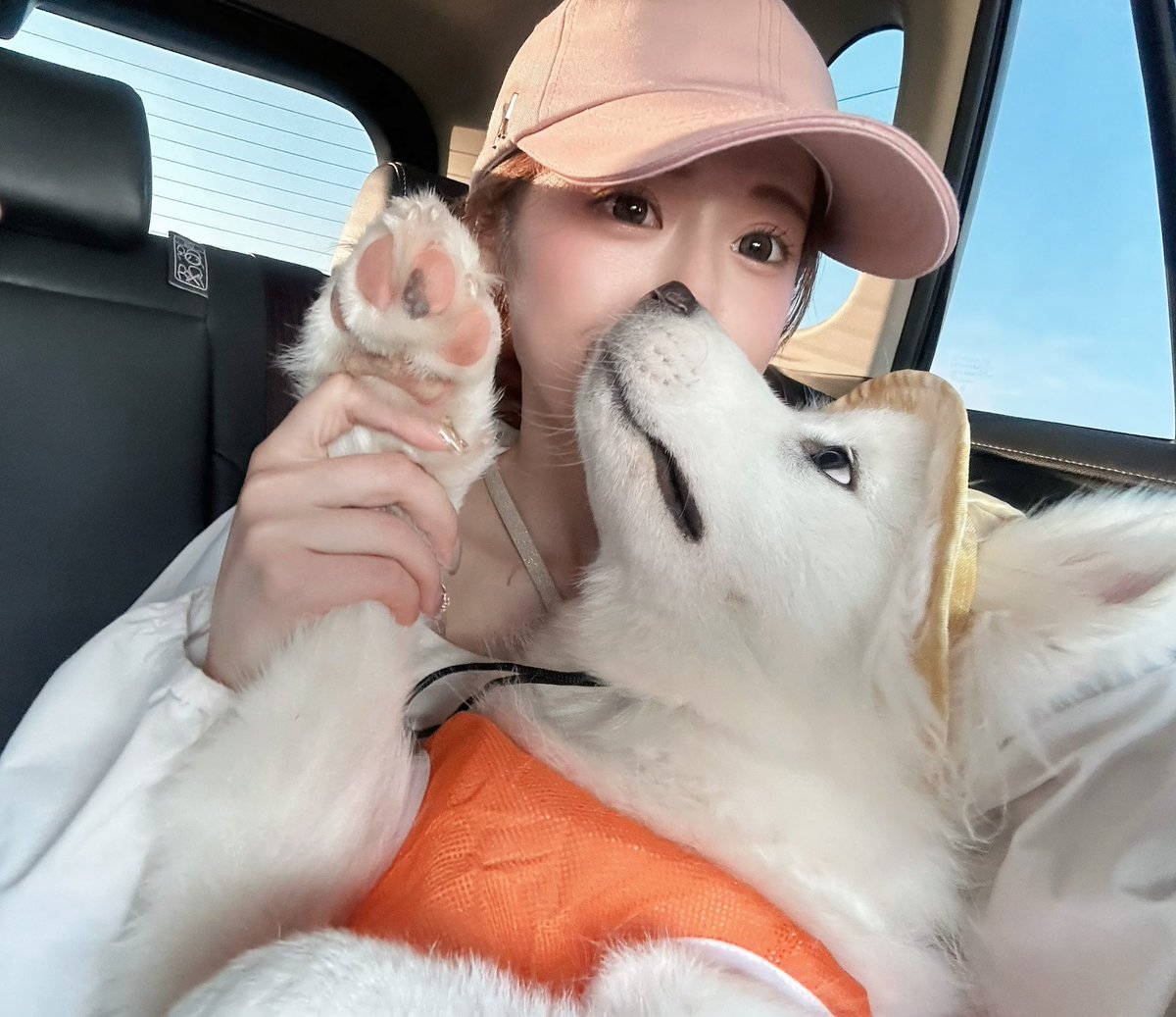 biyogohanndiet's tweet photo. ドライブ中、急に“肉球見て”ってされた🐾⁡

2枚目は、、、

#サモエド
#犬のいる暮らし
#犬好きさんと繋がりたい
#ふわもこ部
#わんすたぐらむ
#いぬすたぐらむ
#dogstagram
#samoyed
#samoyedlove
#puppylife￼ https://t.co/toih2i7XmU