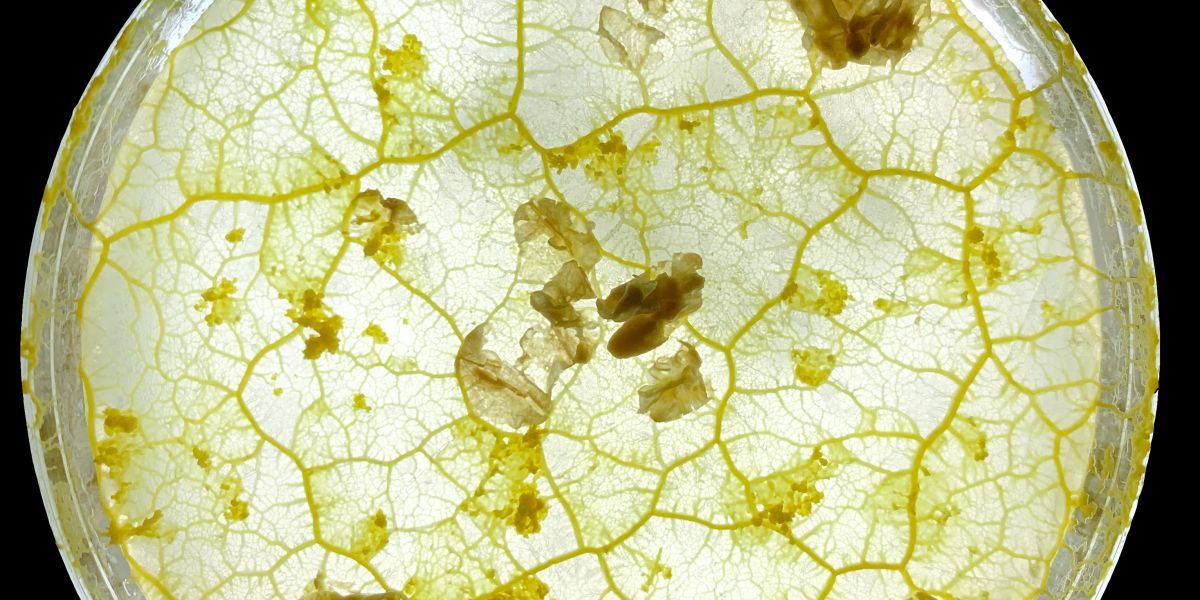 TheOfficialACM's tweet image. Slime mold has been around for 600 million, and the team behind a new startup wants to translate the organism’s biological superpowers into algorithms that might help optimize city systems worldwide.
buff.ly/vWrdRa1